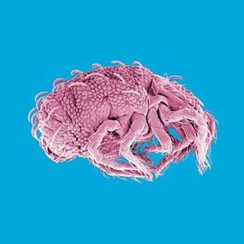 Terpnacaridae,  Terpnacarus  (DEW)