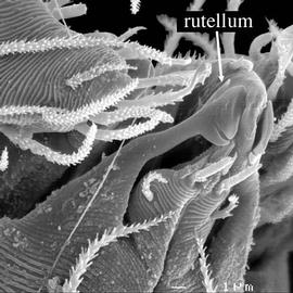  Terpnacarus  rutellum (DEW)