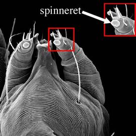   Tetranychus  spinneret
