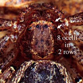 Thomisid spider eyes (HCP, DEW)