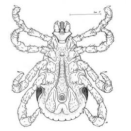 Male tick venter (CH)