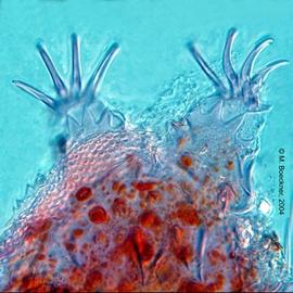 4-clawed tardigrade (MB)