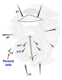  Tetranychus  anogenital region of female with one pair of paranal setae