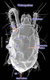  Tetranychus  female dorsal view