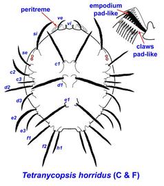  Tetranycopsis horridus , filbert mite