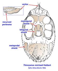  Thinozercon  female venter
