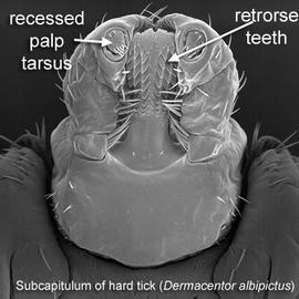 Hard tick subcapitulum with denticulate hypostome ( Dermacentor albipictus ) (DEW)