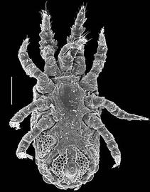   Polyaspidinus  nymph (DEW)
