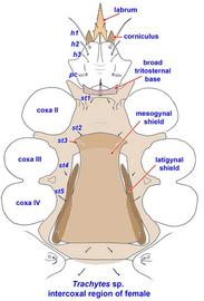 Trachytes  sp. intercoxal region