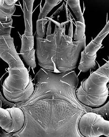 Trigynaspid sterno-genital region