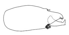   Tropilaelaps clarae  chelicera
