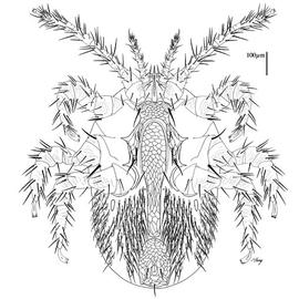 Venter of female  Tropilaelaps clarae 