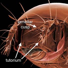 Tutorium and lamellar cusp (DEW)