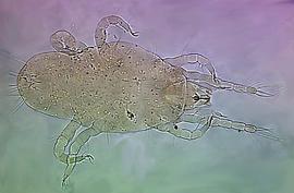 Minute body; tydeid (HCP)