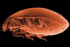 Uropodidae male (DEW)  