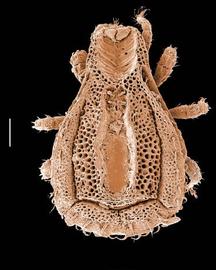  Trachytes  sp. dorsal view showing 'wedge' shape