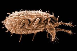 Female uropodid (DEW)