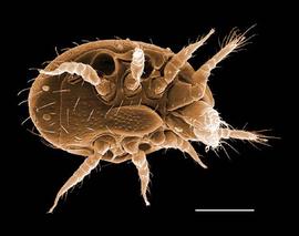 Female uropodid; tortoise-like in shape (DEW)