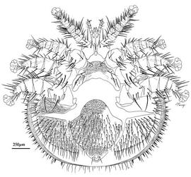   Varroa  sp.
