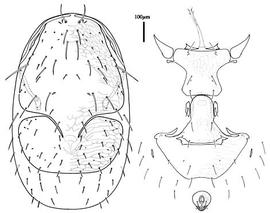  Veigaia  sp. (Canada) (CH, DEW)