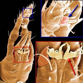 Veigaiidae; scale above palp apotele and moustache internal malae (DEW)