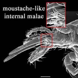  Veigaia  chelicerae and internal malae (DEW)