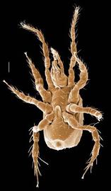  Veigaia  venter (DEW)