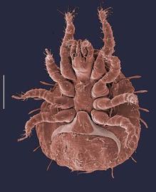 Zerconid (Oregon) (DEW)