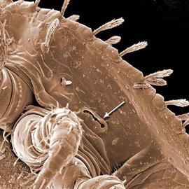 Zerconid peritreme (DEW)