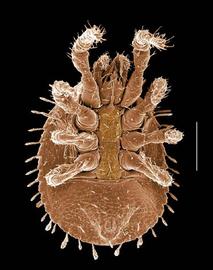 Zerconid venter (Oregon) (DEW)