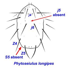  Phytoseiulus longipes  female dorsal shield