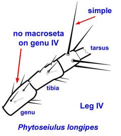  Phytoseiulus longipes  female leg IV