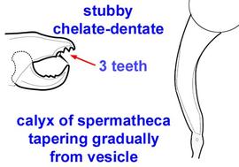  Phytoseiulus longipes  female chelicera and spermatheca