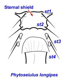  Phytoseiulus longipes  female sternal region