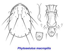  Phytoseiulus macropilis  female dorsum, venter, spermatheca