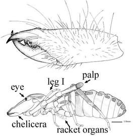 Sun spider (North America) (CH, DEW) 
 