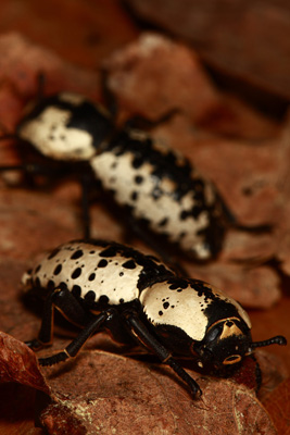 <em>Zopherus nodulosus haldemani</em>