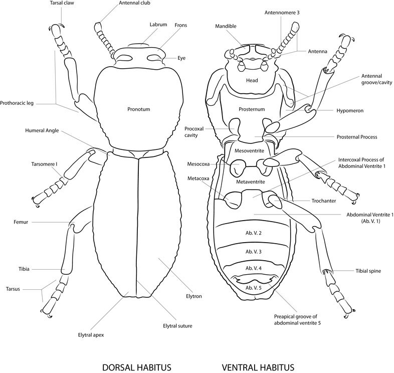 morphological atlas of ironclad beetle