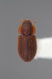  Acolobicus erichsoni  (Reitter, 1877)