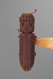  Antilissus aper  Sharp, 1879