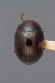  Aspathines aenus ovatus  Champion, 1888