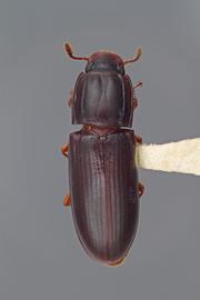  Aulonium aequicolle  LeConte, 1859