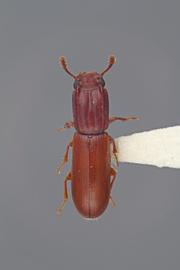  Aulonium ferrugineum  Zimmermann, 1869