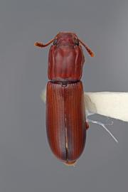  Aulonium longum  LeConte, 1866; female