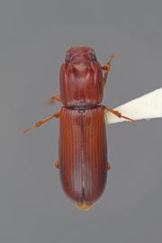  Aulonium longum  LeConte, 1866; male