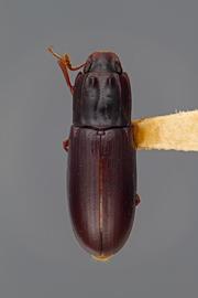  Aulonium parallelopipedum  (Say, 1826)