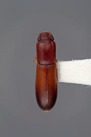  Aulonium tuberculatum  LeConte, 1863; female