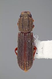  Bitoma carinata  (LeConte, 1863)