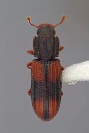  Bitoma crenata  (Fabricius, 1775)