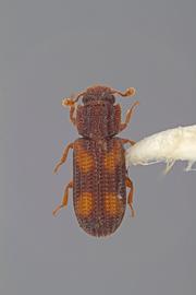  Bitoma discolor  Schaeffer, 1907